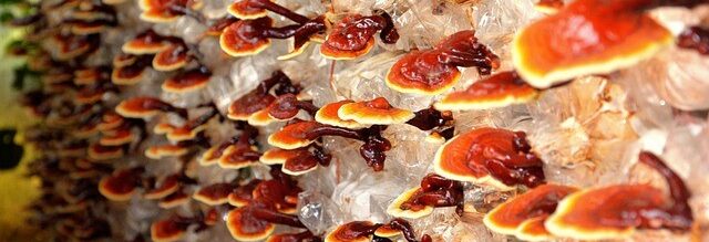 Marita Gierlich - Heilpraktikerin - Köln-Porz - Gewinnspiel Marita Gierlich - Heilpraktikerin - Köln-Porz - Gewinnspiel